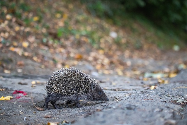 一记传中 一记传中